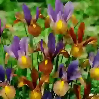 Tiger Striped Mix